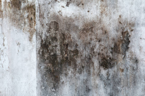  Lakeside, MT Mold Removal Pros